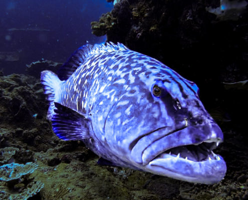 Blue grouper
